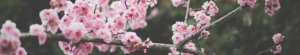 tree blooming in spring