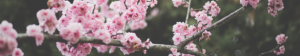 spring flowers