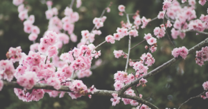 calming tree